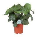 Rundblättrige Korbmarante (Calathea orbifolia) – pflegeleichte Zimmerpflanze, Topf-Ø 21 cm, Höhe ca. 65 cm