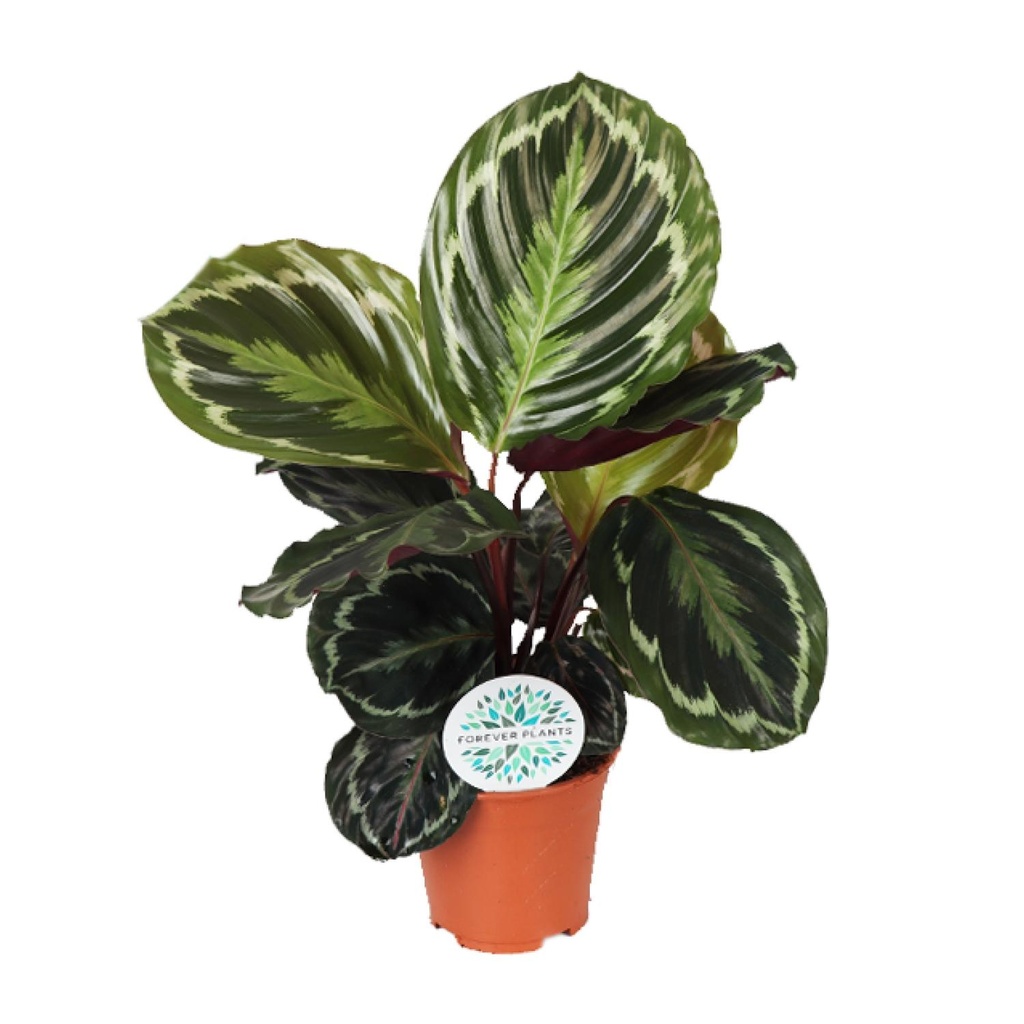 Korbmarante (Calathea medaillon) – pflegeleichte Zimmerpflanze, Topf-Ø 14 cm, Höhe ca. 45 cm