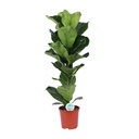 Geigenfeige (Ficus lyrata) – pflegeleichte Zimmerpflanze, Topf-Ø 21 cm, Höhe ca. 90 cm