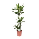 Drachenbaum (Dracaena jamesii) – pflegeleichte Zimmerpflanze, Topf-Ø 24 cm, Höhe ca. 130 cm