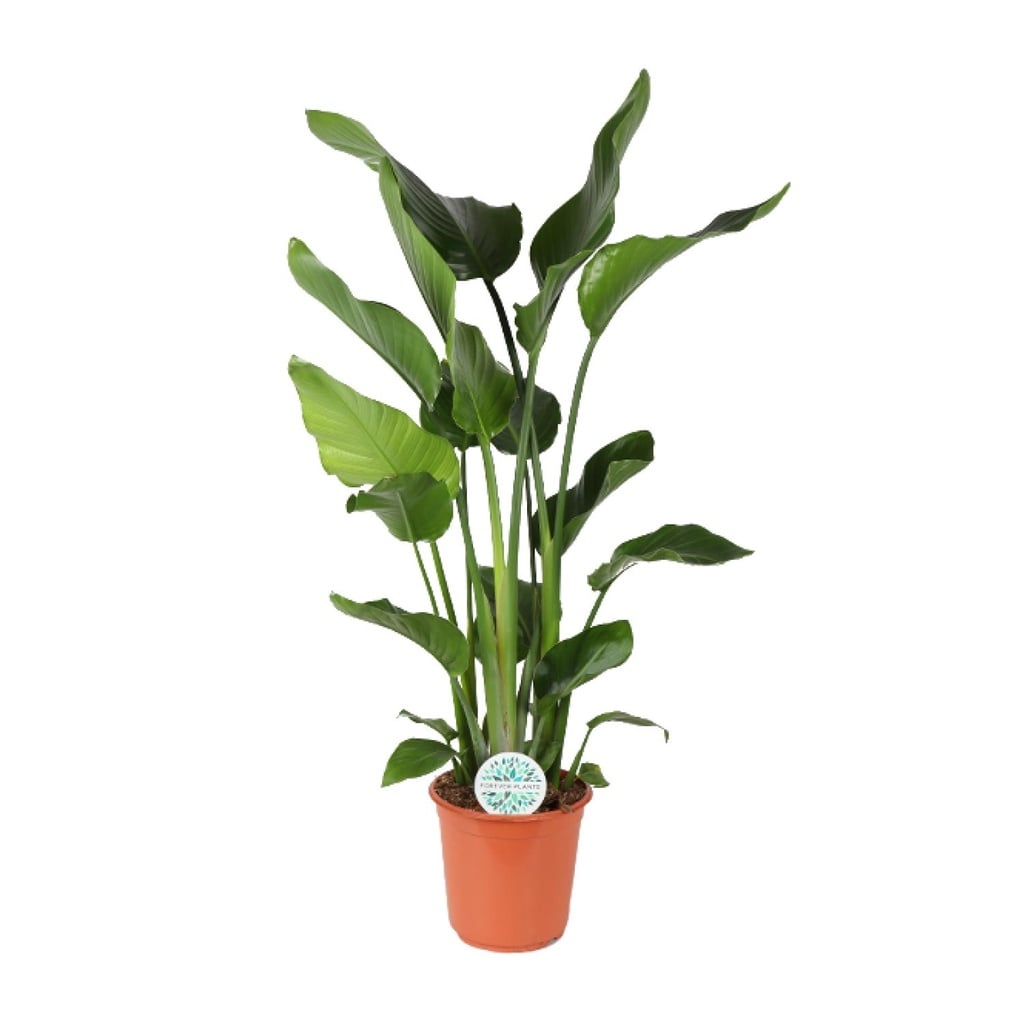 Baumstrelitzie 'Nicolai' (Strelitzia nicolai) – pflegeleichte Zimmerpflanze, Topf-Ø 24 cm, Höhe ca. 110 cm