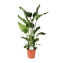 Baumstrelitzie 'Nicolai' (Strelitzia nicolai) – pflegeleichte Zimmerpflanze, Topf-Ø 24 cm, Höhe ca. 110 cm