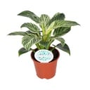 Baumfreund (Philodendron) – pflegeleichte Zimmerpflanze, Topf-Ø 14 cm, Höhe ca. 25 cm