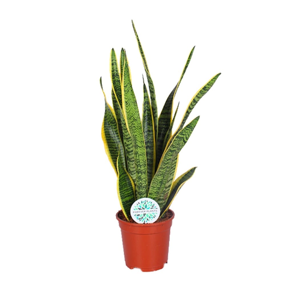 Bogenhanf (Sansevieria trifasciata) – pflegeleichte Zimmerpflanze, Topf-Ø 17 cm, Höhe ca. 60 cm