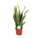 Bogenhanf (Sansevieria trifasciata) – pflegeleichte Zimmerpflanze, Topf-Ø 17 cm, Höhe ca. 60 cm
