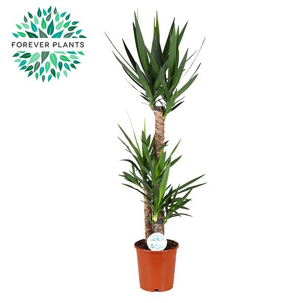 Palmlilie (Yucca elephantipes) – pflegeleichte Zimmerpflanze, Topf-Ø 24 cm, Höhe ca. 125 cm