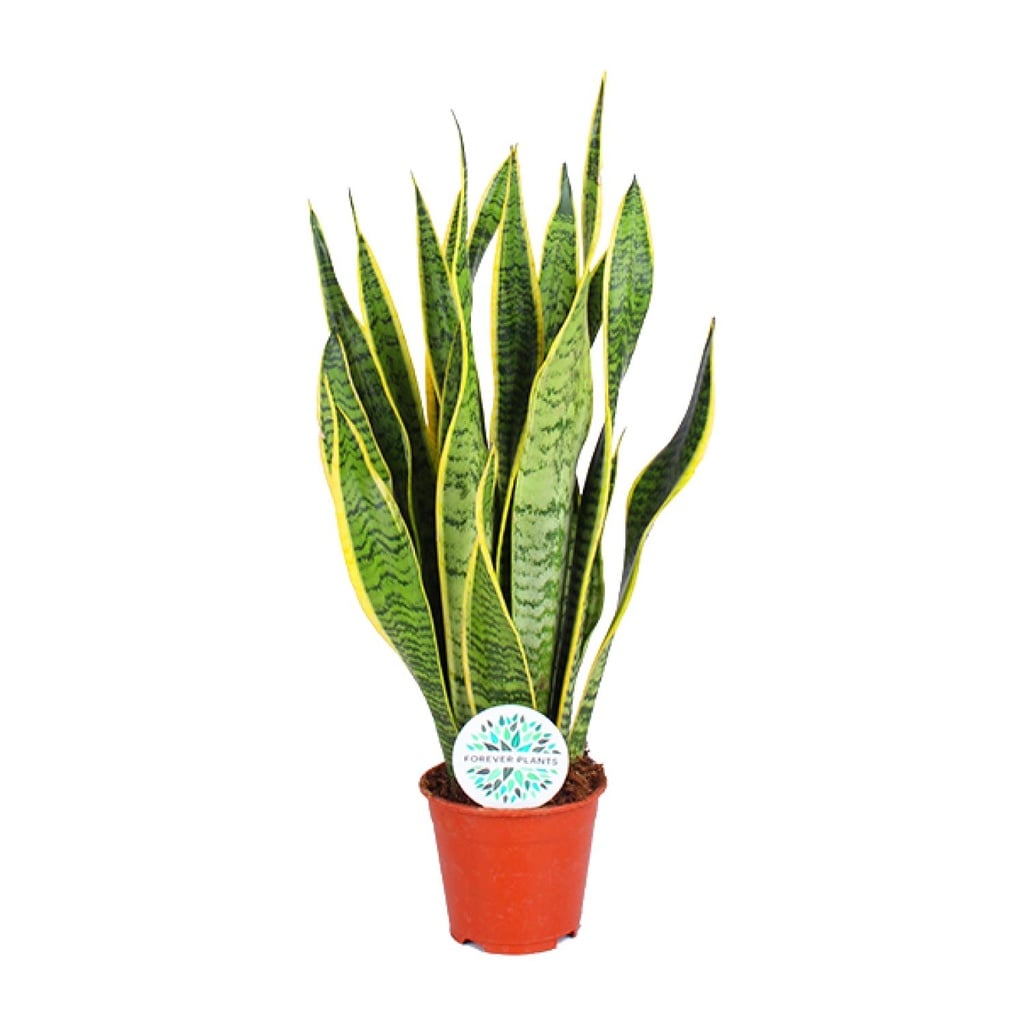Bogenhanf (Sansevieria trifasciata) – pflegeleichte Zimmerpflanze, Topf-Ø 14 cm, Höhe ca. 50 cm