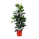 Afrikanischer Feigenbaum (Ficus cyathistipula) – pflegeleichte Zimmerpflanze, Topf-Ø 21 cm, Höhe ca. 105 cm