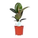 Gummibaum (Ficus elastica) – pflegeleichte Zimmerpflanze, Topf-Ø 17 cm, Höhe ca. 55 cm