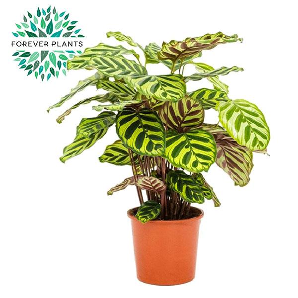 Pfauen-Korbmarante (Calathea makoyana) – pflegeleichte Zimmerpflanze, Topf-Ø 17 cm, Höhe ca. 55 cm