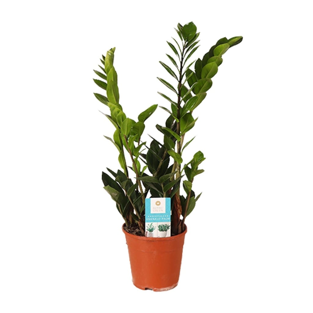 Glücksfeder (Zamioculcas zamiifolia) – pflegeleichte Zimmerpflanze, Topf-Ø 14 cm, Höhe ca. 45 cm