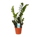 Glücksfeder (Zamioculcas zamiifolia) – pflegeleichte Zimmerpflanze, Topf-Ø 14 cm, Höhe ca. 45 cm