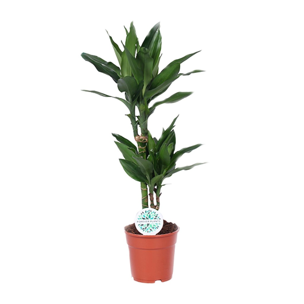 Drachenbaum (Dracaena jamesii) – pflegeleichte Zimmerpflanze, Topf-Ø 17 cm, Höhe ca. 70 cm