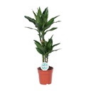 Drachenbaum (Dracaena jamesii) – pflegeleichte Zimmerpflanze, Topf-Ø 17 cm, Höhe ca. 70 cm