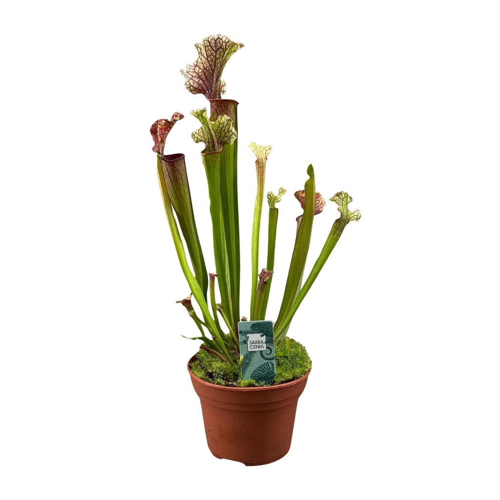 Schlauchpflanze (Sarracenia ×) – pflegeleichte Zimmerpflanze, Topf-Ø 12 cm, Höhe ca. 30 cm