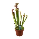Schlauchpflanze (Sarracenia ×) – pflegeleichte Zimmerpflanze, Topf-Ø 12 cm, Höhe ca. 30 cm