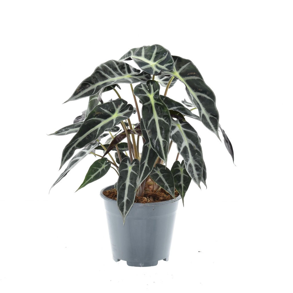Pfeilblatt (Alocasia lowii) – pflegeleichte Zimmerpflanze, Topf-Ø 14 cm, Höhe ca. 40 cm