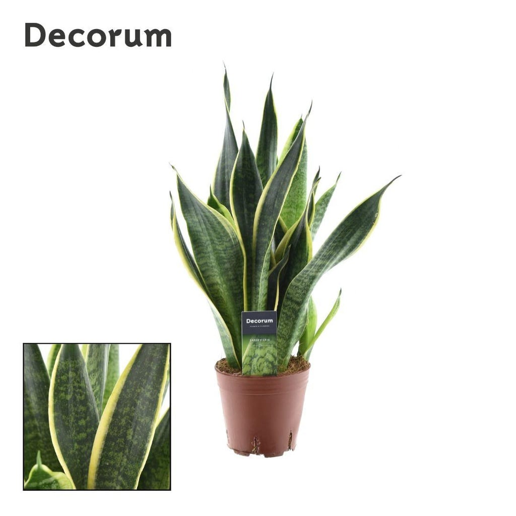Bogenhanf (Sansevieria trifasciata) – pflegeleichte Zimmerpflanze, Topf-Ø 14 cm, Höhe ca. 45 cm