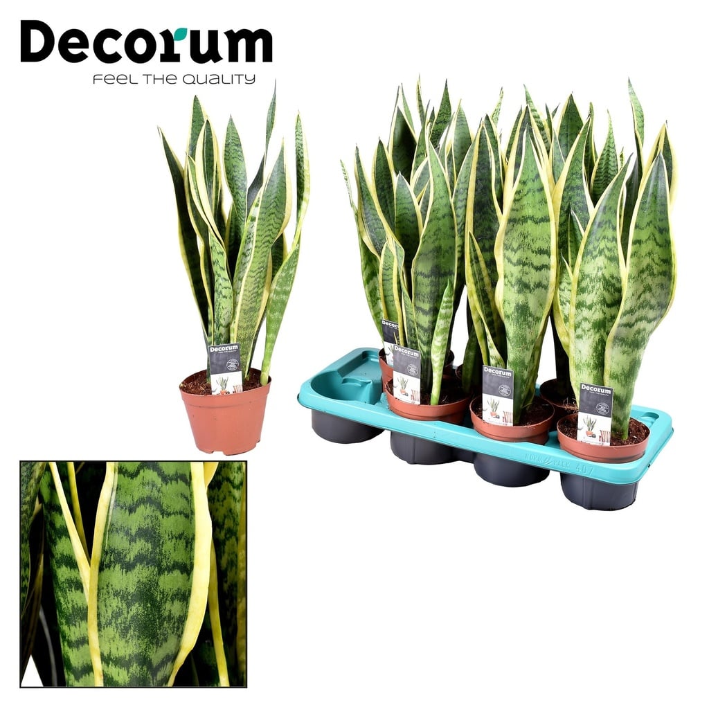 Grüner Bogenhanf (Sansevieria laurentii) – pflegeleichte Zimmerpflanze, Topf-Ø 14 cm, Höhe ca. 55 cm