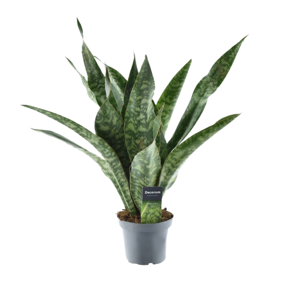 Sansevieria Aubrytniana Drache - Ø14cm - ↕55cm
