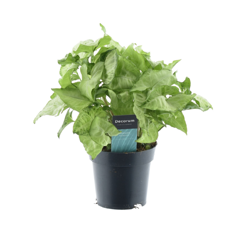 Weißer Schmetterling (Syngonium podophyllum) – pflegeleichte Zimmerpflanze, Topf-Ø 14 cm, Höhe ca. 35 cm