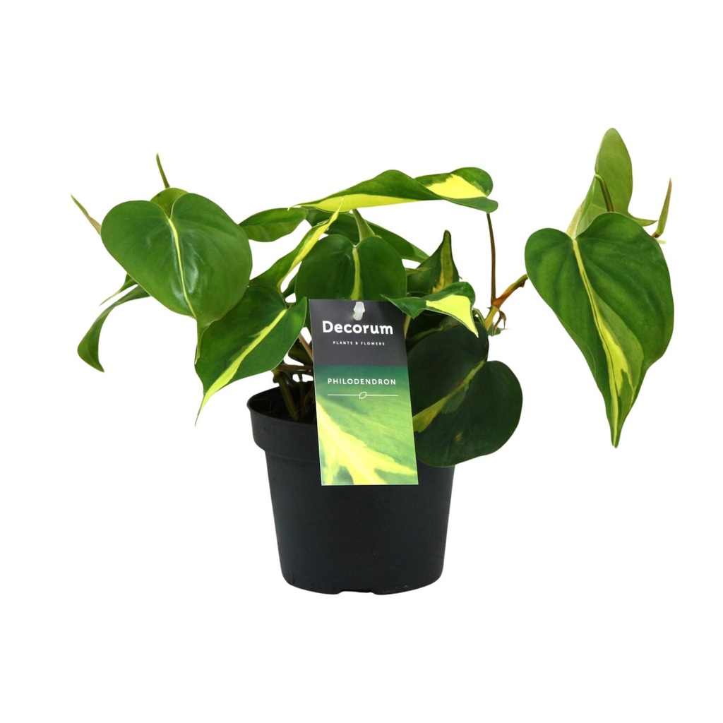 Philodendron Brasil Scandens - Ø12cm - ↕20cm