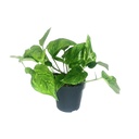 Scindapsus Pictus Trebie - Ø12cm - ↕20cm