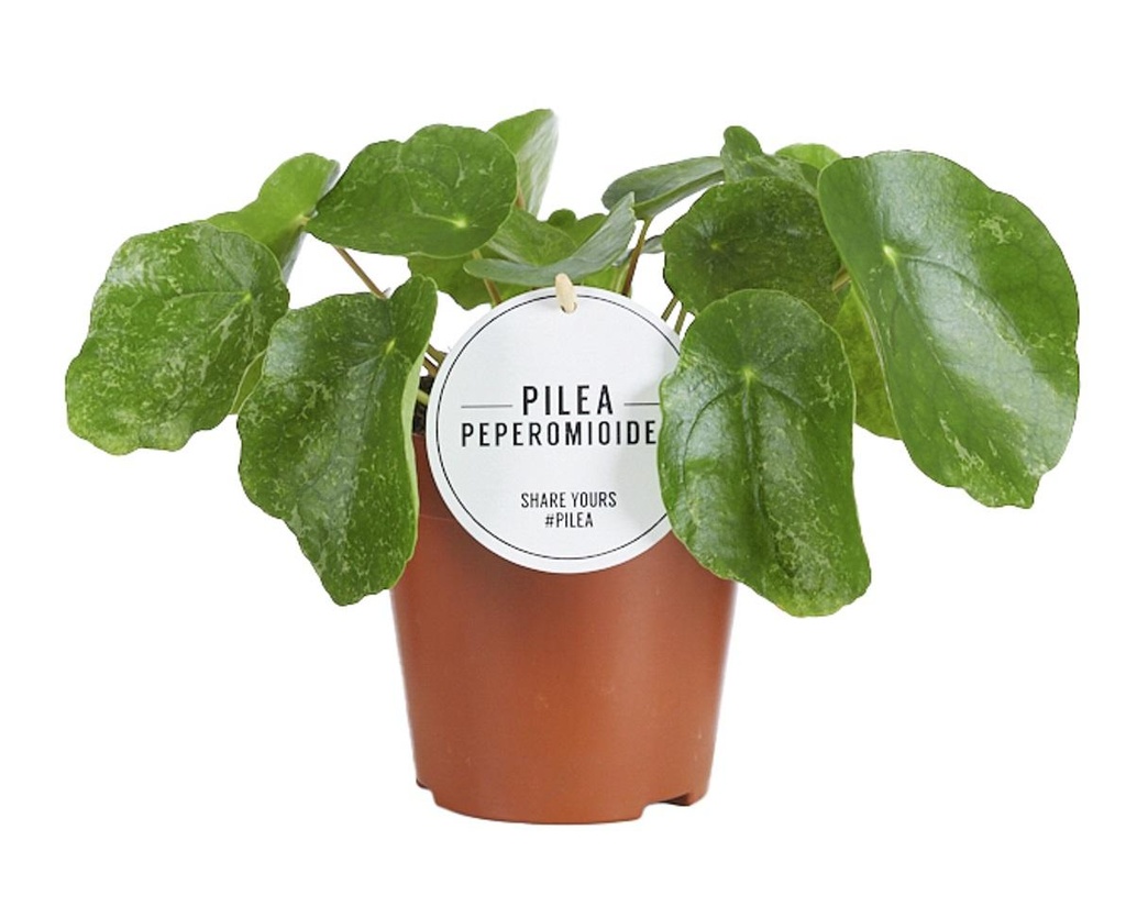Pilea Zucker - Ø13cm - ↕20cm