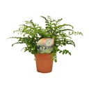 Kleiner Streifenfarn 'Parvati' (Asplenium parvisorum) – pflegeleichte Zimmerpflanze, Topf-Ø 12 cm, Höhe ca. 35 cm