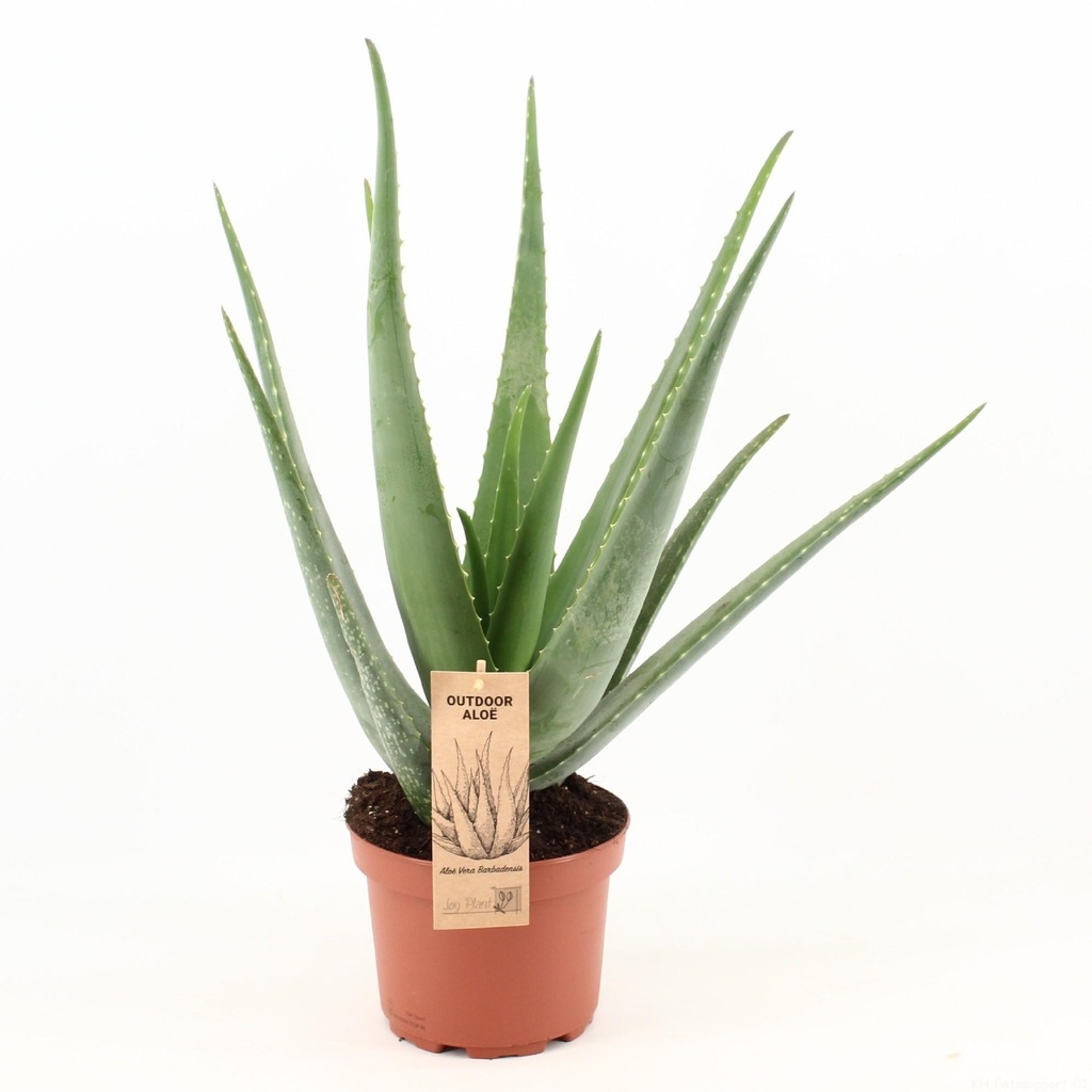 Echte Aloe (Aloe vera) – pflegeleichte Zimmerpflanze, Topf-Ø 19 cm, Höhe ca. 70 cm
