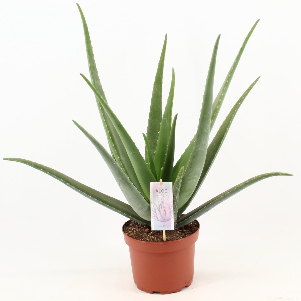 Echte Aloe (Aloe vera) – pflegeleichte Zimmerpflanze, Topf-Ø 19 cm, Höhe ca. 70 cm