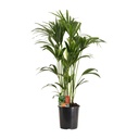 Kentiapalme (Howea forsteriana) – pflegeleichte Zimmerpflanze, Topf-Ø 24 cm, Höhe ca. 120 cm