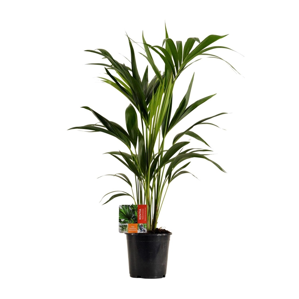 Kentiapalme (Howea forsteriana) – pflegeleichte Zimmerpflanze, Topf-Ø 19 cm, Höhe ca. 100 cm