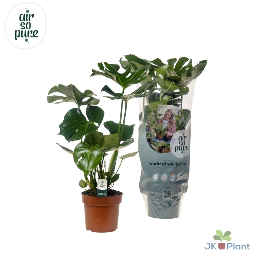 Fensterblatt (Monstera deliciosa) – pflegeleichte Zimmerpflanze, Topf-Ø 17 cm, Höhe ca. 55 cm