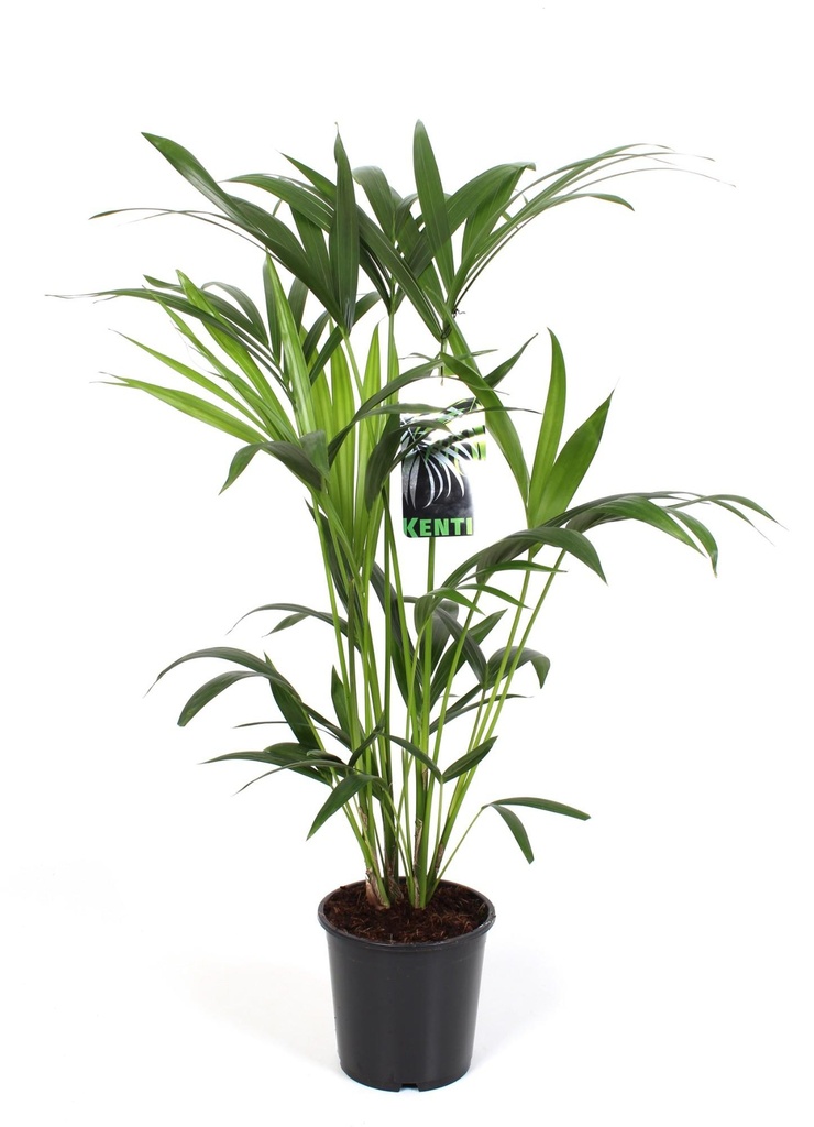 Kentiapalme (Howea forsteriana) – pflegeleichte Zimmerpflanze, Topf-Ø 19 cm, Höhe ca. 80 cm