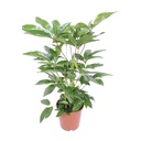 Strahlenaralie (Schefflera actinophylla) – pflegeleichte Zimmerpflanze, Topf-Ø 24 cm, Höhe ca. 100 cm