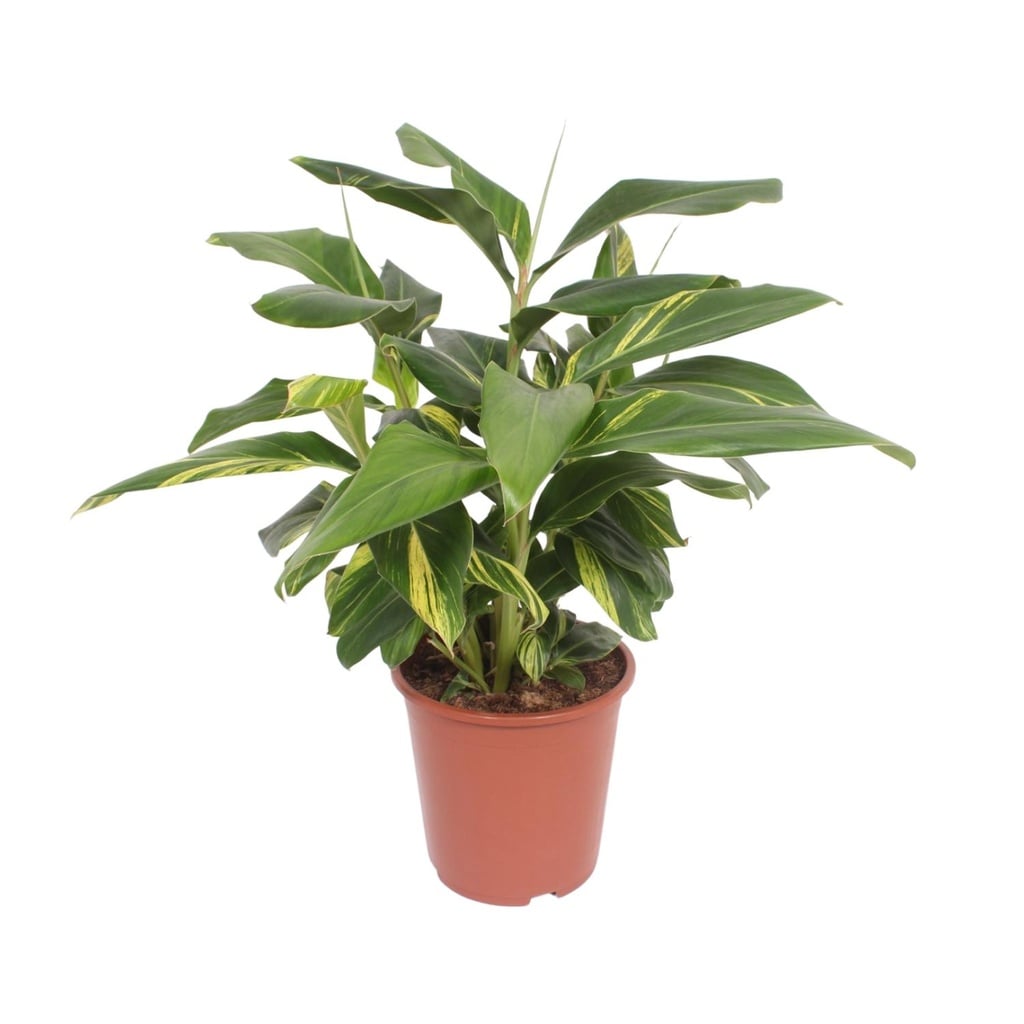 Muschel-Ingwer (Alpinia zerumbet) – pflegeleichte Zimmerpflanze, Topf-Ø 27 cm, Höhe ca. 80 cm