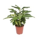 Muschel-Ingwer (Alpinia zerumbet) – pflegeleichte Zimmerpflanze, Topf-Ø 27 cm, Höhe ca. 80 cm