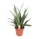 Bogenhanf (Sansevieria trifasciata) – pflegeleichte Zimmerpflanze, Topf-Ø 25 cm, Höhe ca. 80 cm