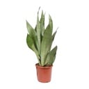 Bogenhanf (Sansevieria trifasciata) – pflegeleichte Zimmerpflanze, Topf-Ø 17 cm, Höhe ca. 60 cm