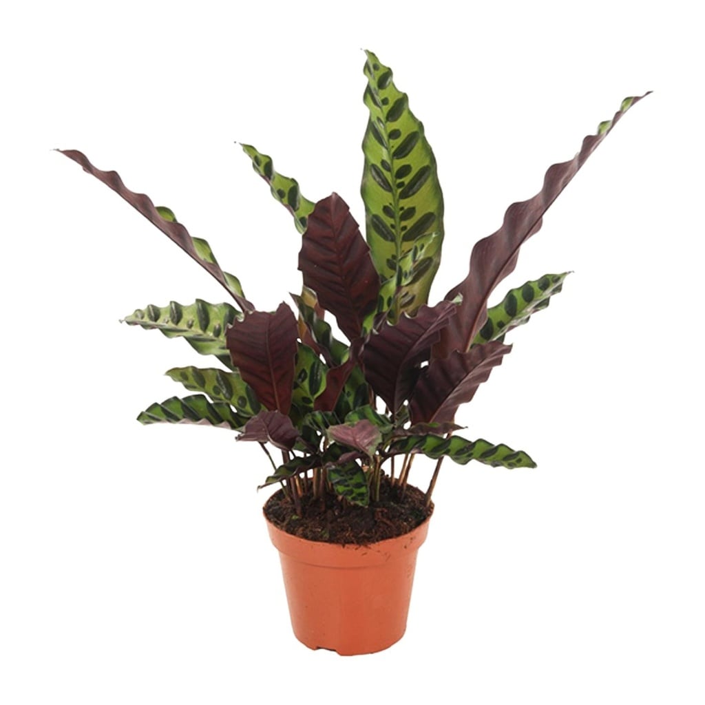 Calathea Insignis - Ø12cm - ↕30cm