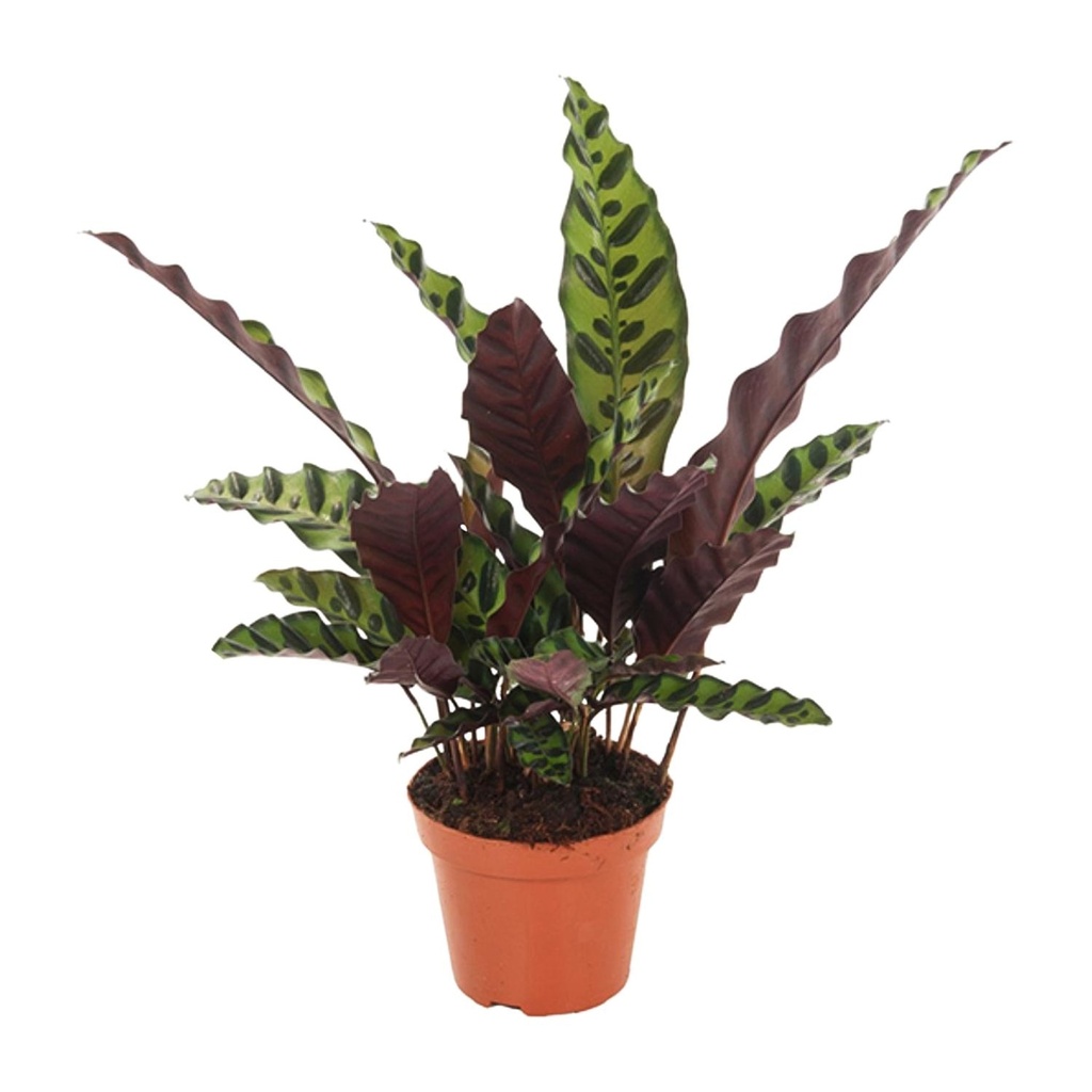 Korbmarante (Calathea insignis) – pflegeleichte Zimmerpflanze, Topf-Ø 12 cm, Höhe ca. 30 cm