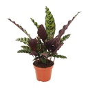 Korbmarante (Calathea insignis) – pflegeleichte Zimmerpflanze, Topf-Ø 12 cm, Höhe ca. 30 cm