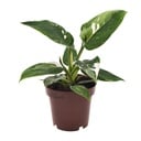Weiße Prinzessin (Philodendron 'White) – pflegeleichte Zimmerpflanze, Topf-Ø 12 cm, Höhe ca. 25 cm