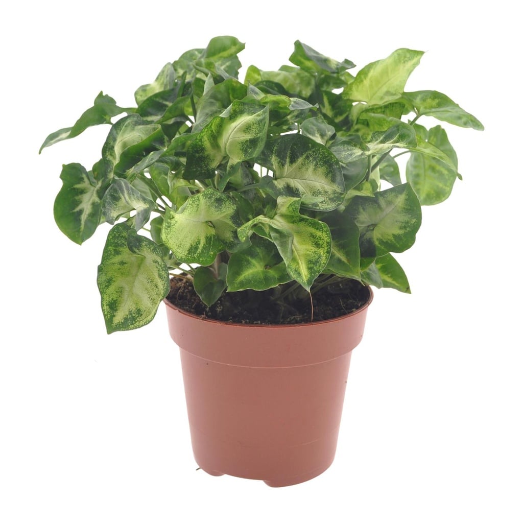 Purpurtute (Syngonium podophyllum) – pflegeleichte Zimmerpflanze, Topf-Ø 12 cm, Höhe ca. 20 cm