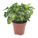 Purpurtute (Syngonium podophyllum) – pflegeleichte Zimmerpflanze, Topf-Ø 12 cm, Höhe ca. 20 cm