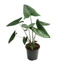 Zebrina-Pfeilblatt (Alocasia zebrina) – pflegeleichte Zimmerpflanze, Topf-Ø 21 cm, Höhe ca. 80 cm