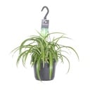 Grünlilie (Chlorophytum comosum) – pflegeleichte Zimmerpflanze, Topf-Ø 17 cm, Höhe ca. 35 cm