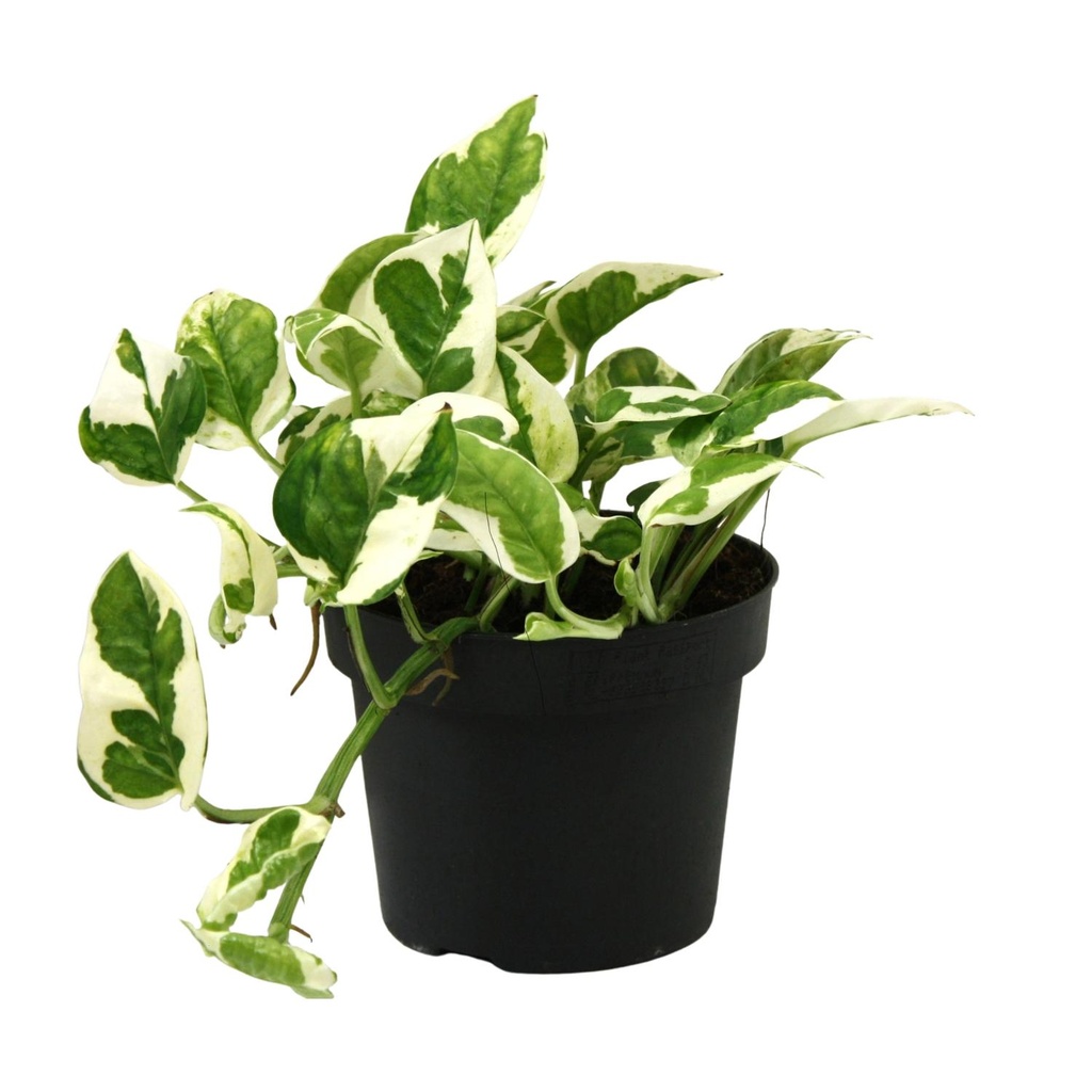 Efeututejoy' (Scindapsus) – pflegeleichte Zimmerpflanze, Topf-Ø 12 cm, Höhe ca. 15 cm