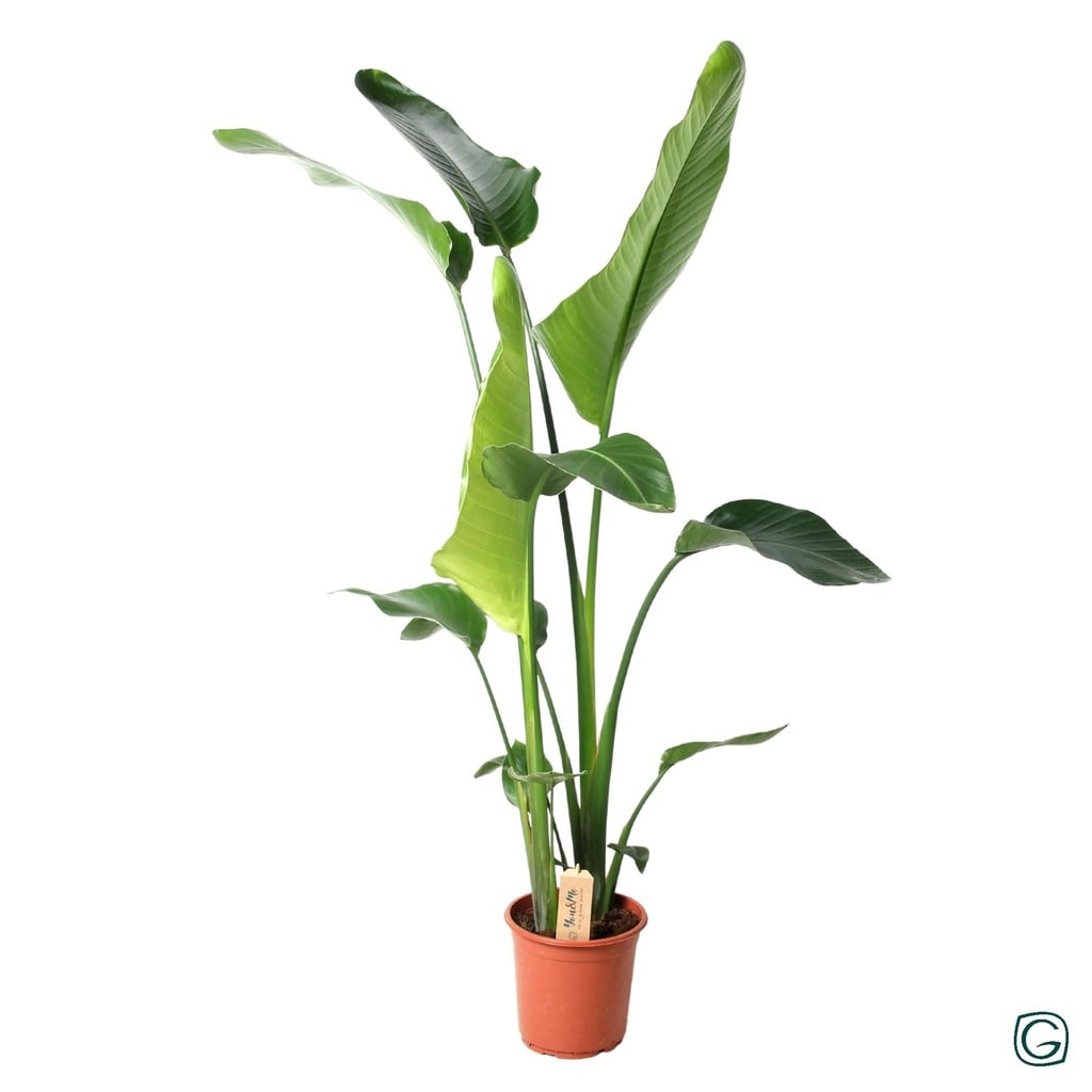 Baumstrelitzie 'Nicolai' (Strelitzia nicolai) – pflegeleichte Zimmerpflanze, Topf-Ø 21 cm, Höhe ca. 100 cm